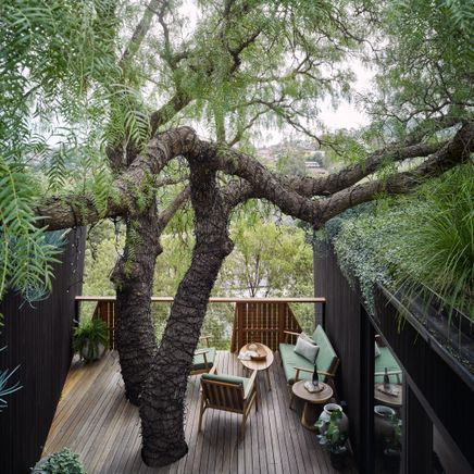 A majestic pepper tree becomes the centrepiece of this sustainability-driven passive house