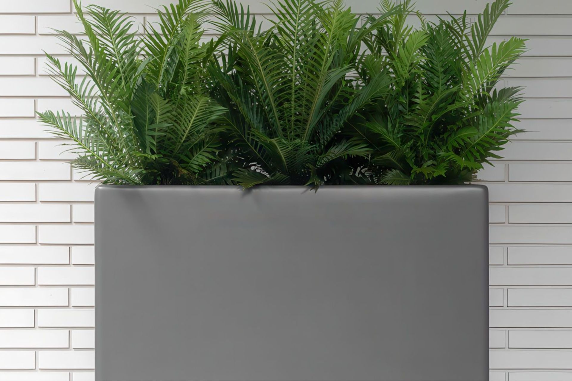 21e8f1a4a292-blechnum-silver-lady-planter-2-f9d9c5935x536cropcenter-gigapixel-low-resolution-v2-18x.jpeg
