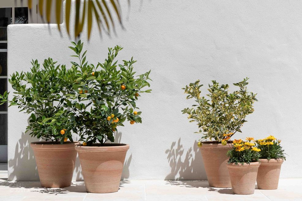 ETR253038-Etrusco-terracotta-Pots-scaled-1.jpg