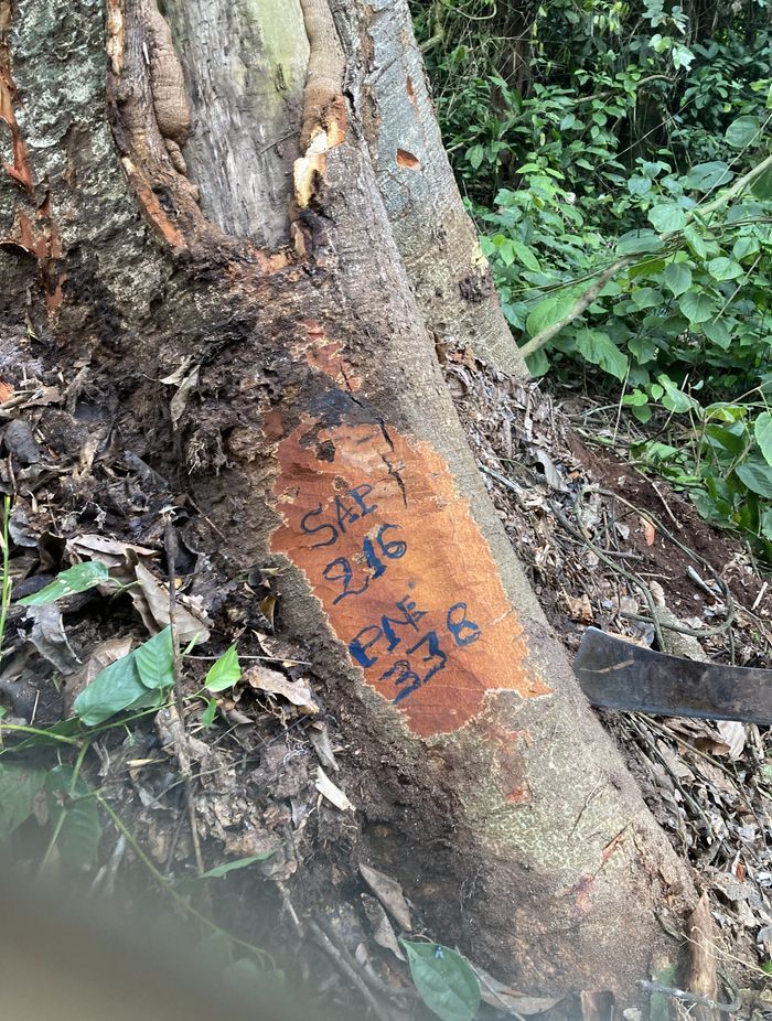 Here we see the tree in Block 338 marked with a "Chain of Custody" tag, ensuring that the timber logging is done in line with sustainable practices. The number “216” is reflected both on the map and on this tree, indicating precise traceability. This tag guarantees compliance with forest management regulations, supporting transparency and sustainability throughout the supply chain.