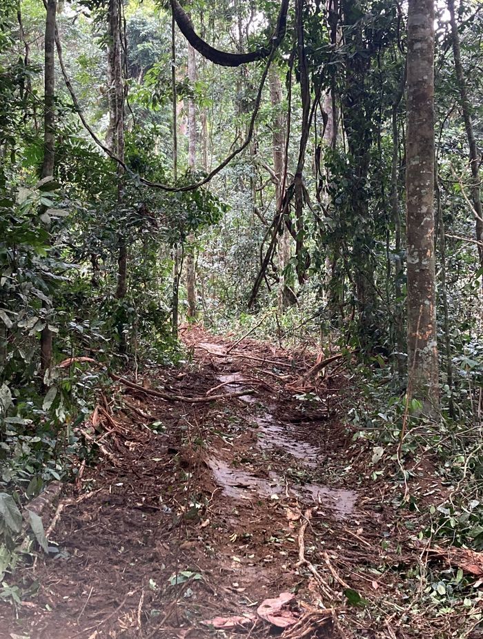 These forests adopt RFM (Responsible Forest Management) practices, establishing logging rotations to take about 4 or 5 stems per 35 years, and engage in minimum impact logging techniques to ensure a secure regenerating forest.