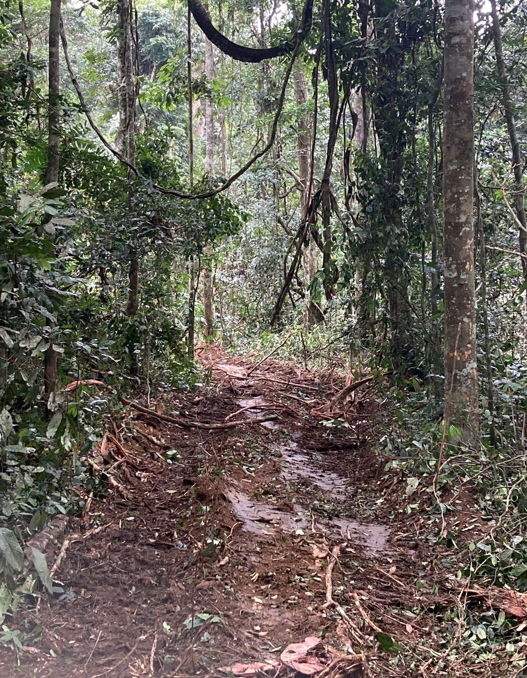 These forests adopt RFM (Responsible Forest Management) practices, establishing logging rotations to take about 4 or 5 stems per 35 years, and engage in minimum impact logging techniques to ensure a secure regenerating forest.