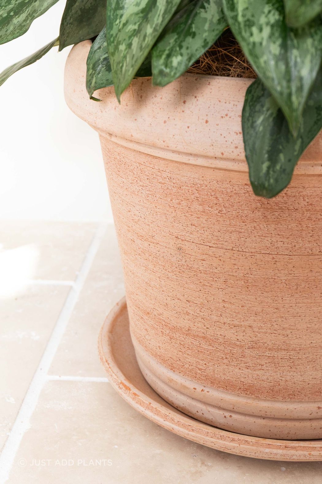 QUE38-QuercetoTerracotta-Galestro-Cylinder-Pot-scaled.jpg