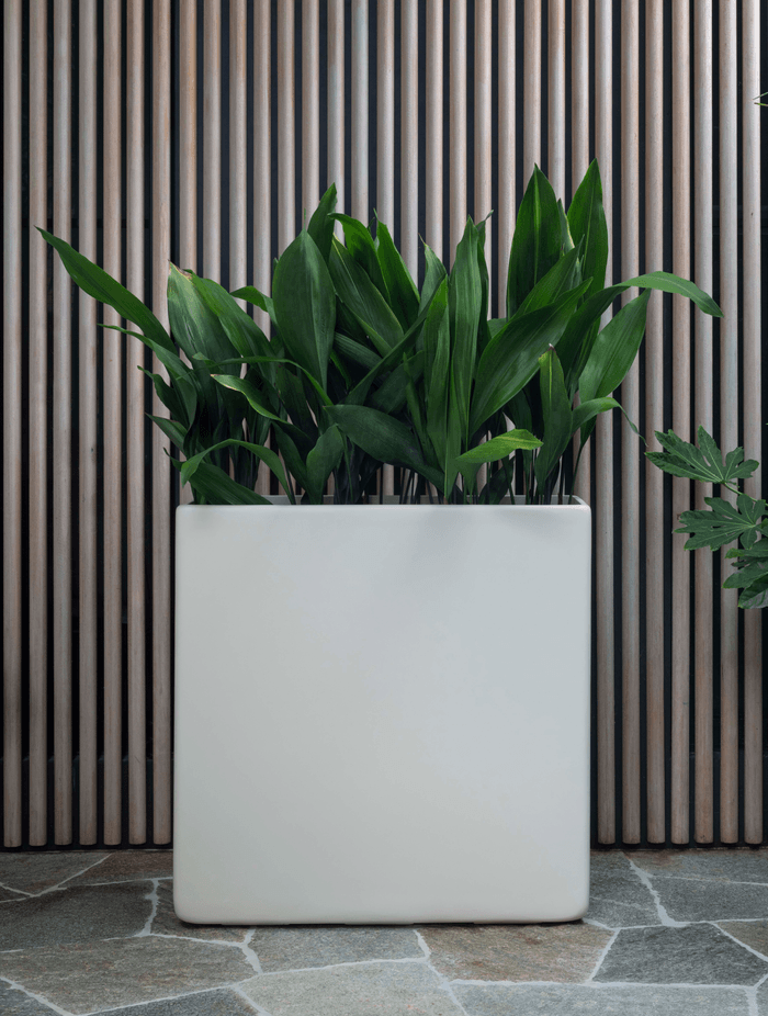 ff5ee3e9c1b9-aspidistra-elatior-planter-b8a9c6.png
