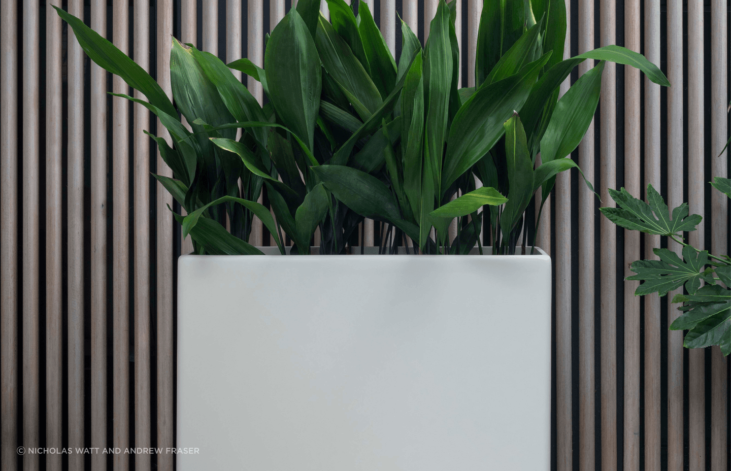 ff5ee3e9c1b9-aspidistra-elatior-planter-b8a9c6.png