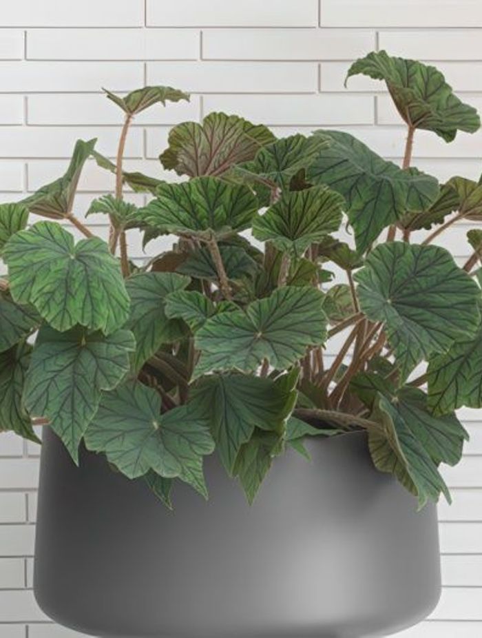 ff5ee3e9c1b9-begonia-metallica-small-pots-1-b2de36350x350cropcenter-gigapixel-low-resolution-v2-15x.jpeg