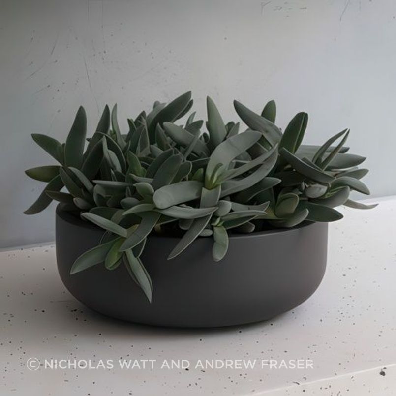 ff5ee3e9c1b9-crassula-falcata-small-pots-44c3da350x350cropcenter-gigapixel-low-resolution-v2-15x.jpeg