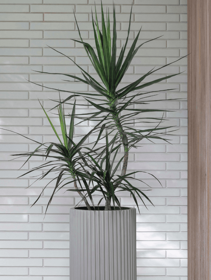 ff5ee3e9c1b9-dracaena-marginata-large-pots-edac82-v2.png