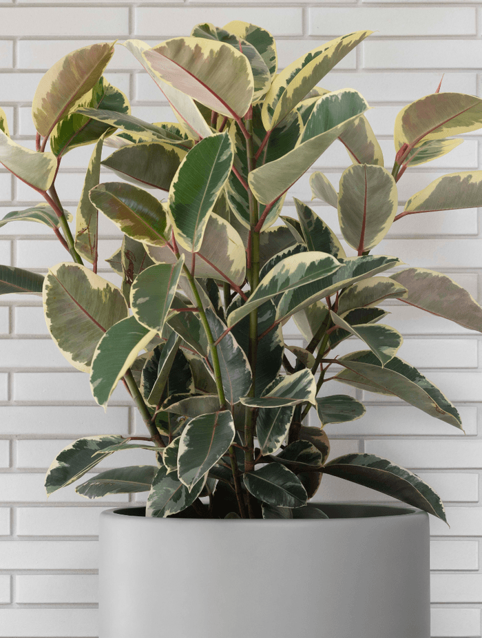 ff5ee3e9c1b9-ficus-elastica-large-pots-6d46a0.png