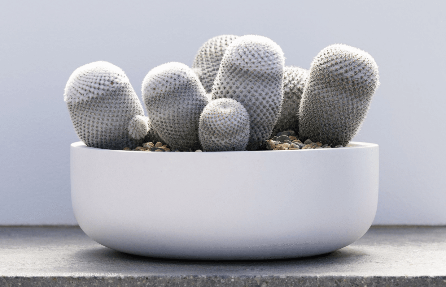 ff5ee3e9c1b9-mammillaria-small-pots-1-6fe2c5.png