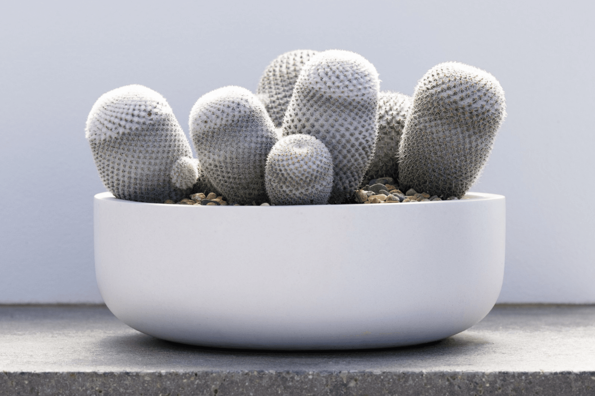 ff5ee3e9c1b9-mammillaria-small-pots-1-6fe2c5.png