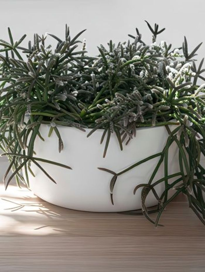 ff5ee3e9c1b9-rhipsalis-pilocarpa-small-pot-1-64bb48350x350cropcenter-gigapixel-low-resolution-v2-15x.jpeg