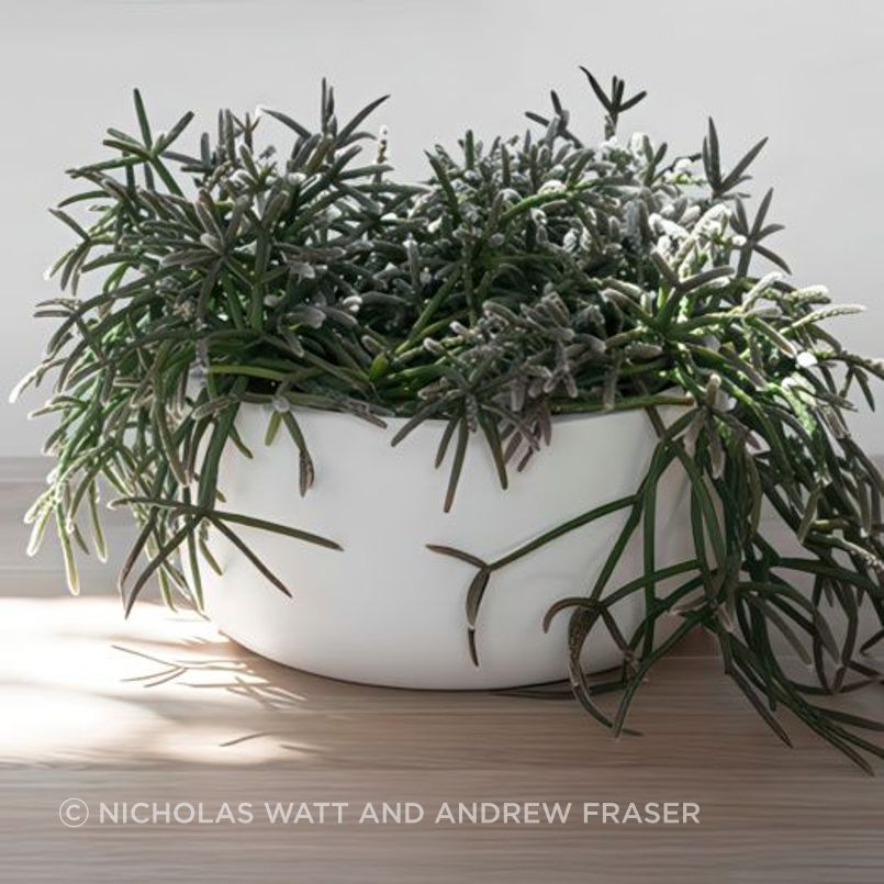 ff5ee3e9c1b9-rhipsalis-pilocarpa-small-pot-1-64bb48350x350cropcenter-gigapixel-low-resolution-v2-15x.jpeg