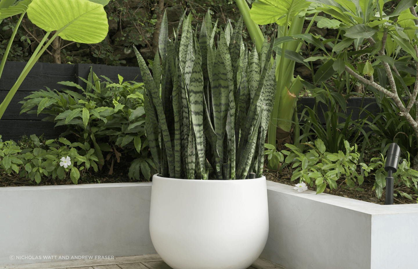 ff5ee3e9c1b9-sansevieria-trifasciata-medium-pot-1-87adfb-1.png