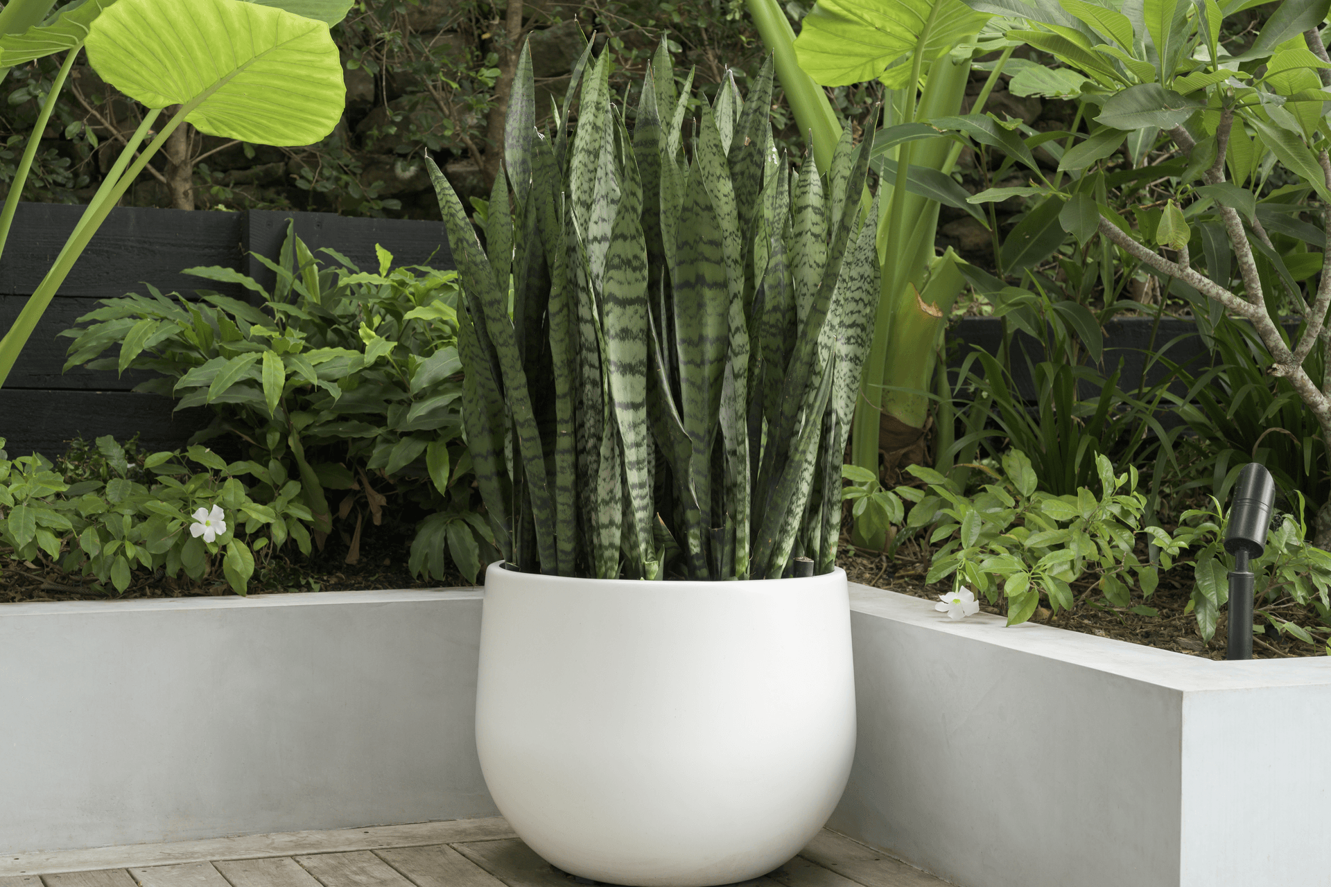 ff5ee3e9c1b9-sansevieria-trifasciata-medium-pot-1-87adfb-1.png