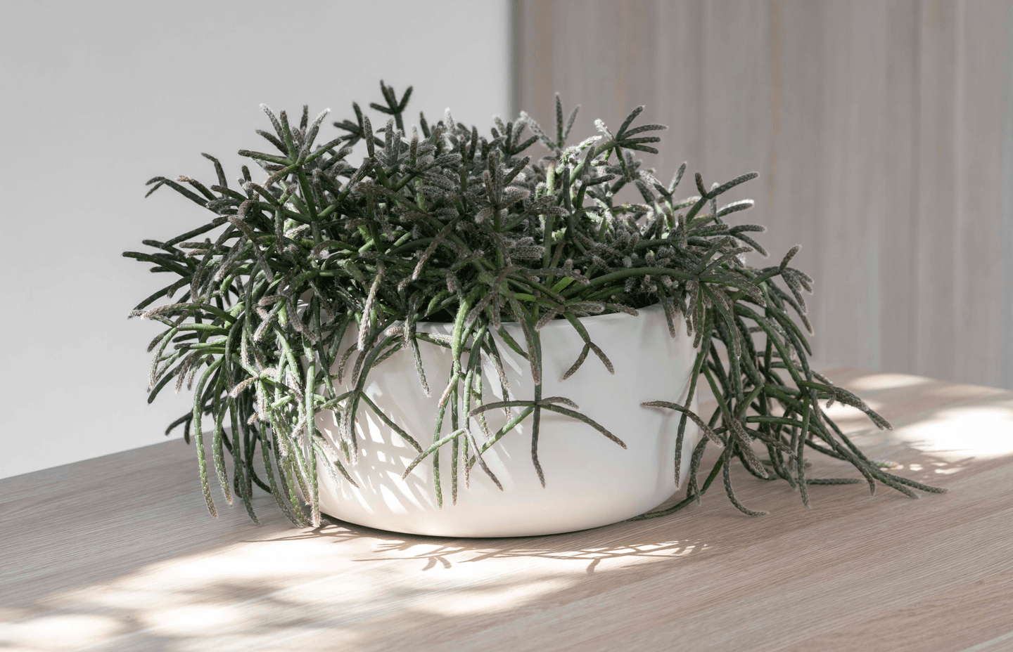 2e5a5f48d5bd-indoor-happy-plant-79a405.png