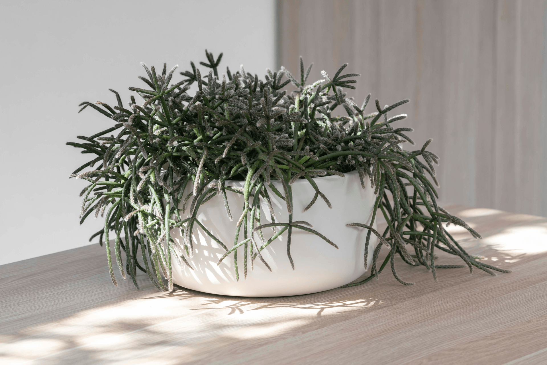 2e5a5f48d5bd-indoor-happy-plant-79a405.png