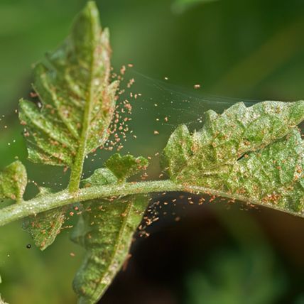 67548b1ab834-Spider-mites-d8871d350x350cropcenter-gigapixel-low-resolution-v2-2x.jpeg