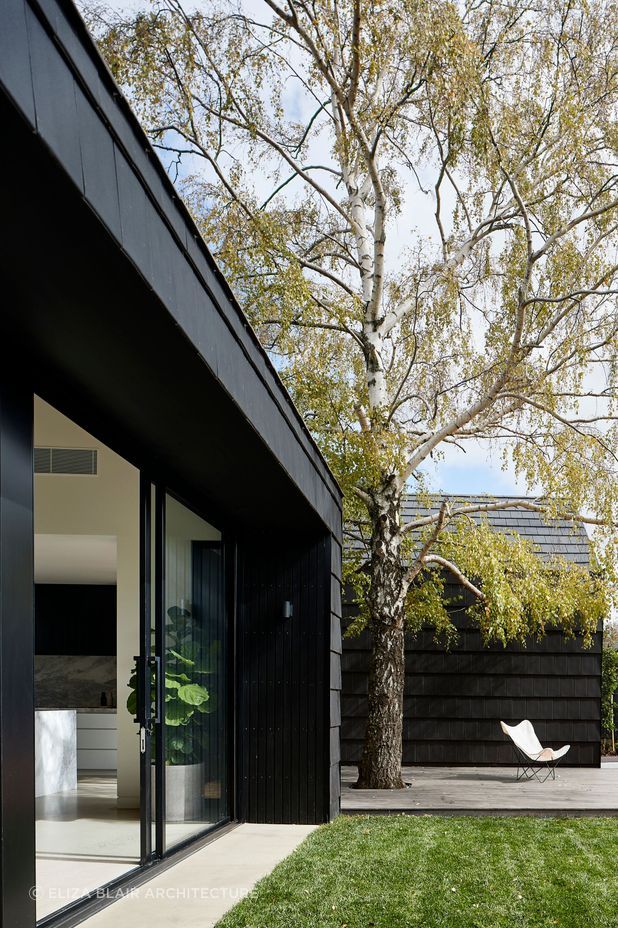 The presence of this silver birch tree played a key role in the final design of the renovation. Photographer: Shannon McGrath.