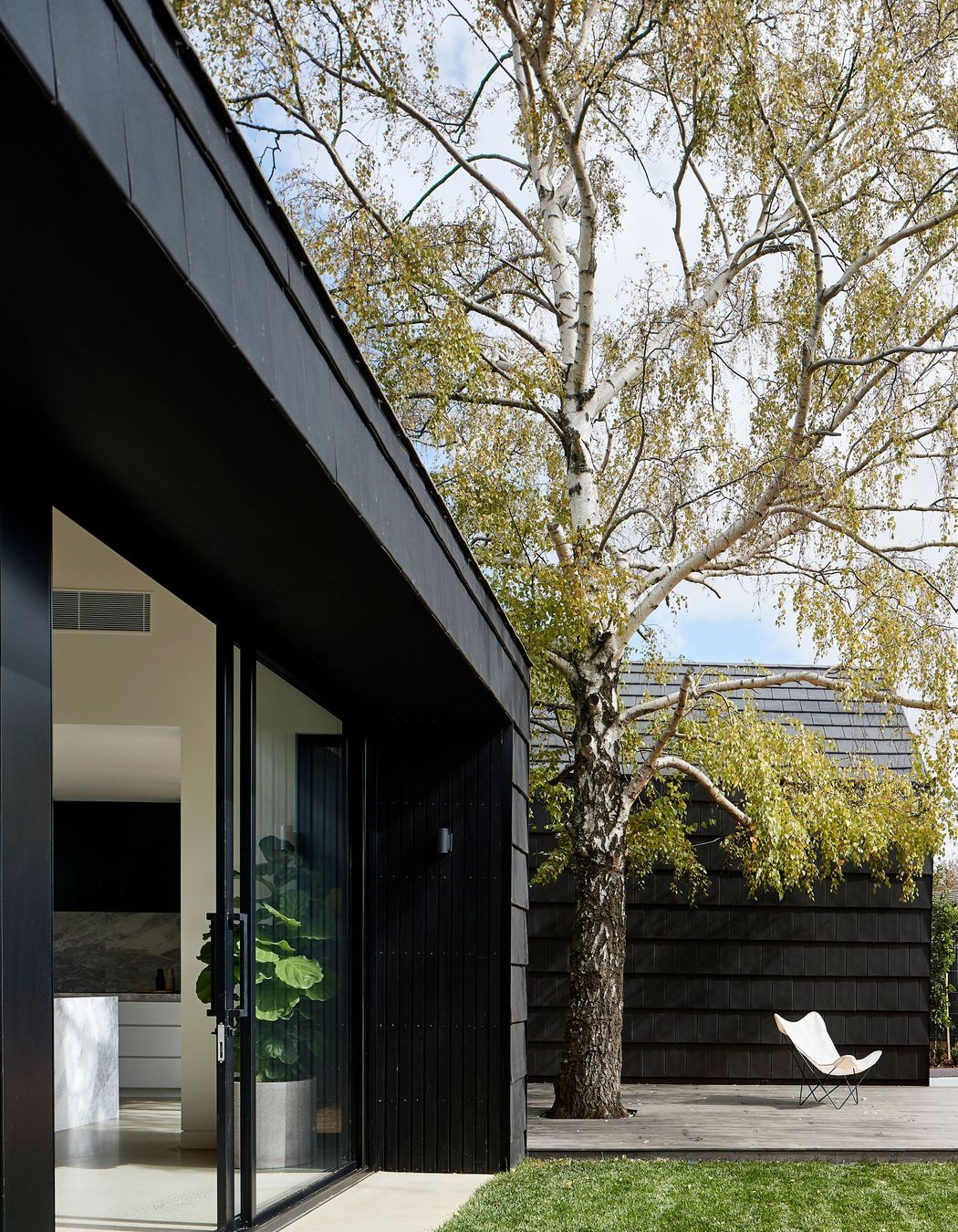 The presence of this silver birch tree played a key role in the final design of the renovation. Photographer: Shannon McGrath.