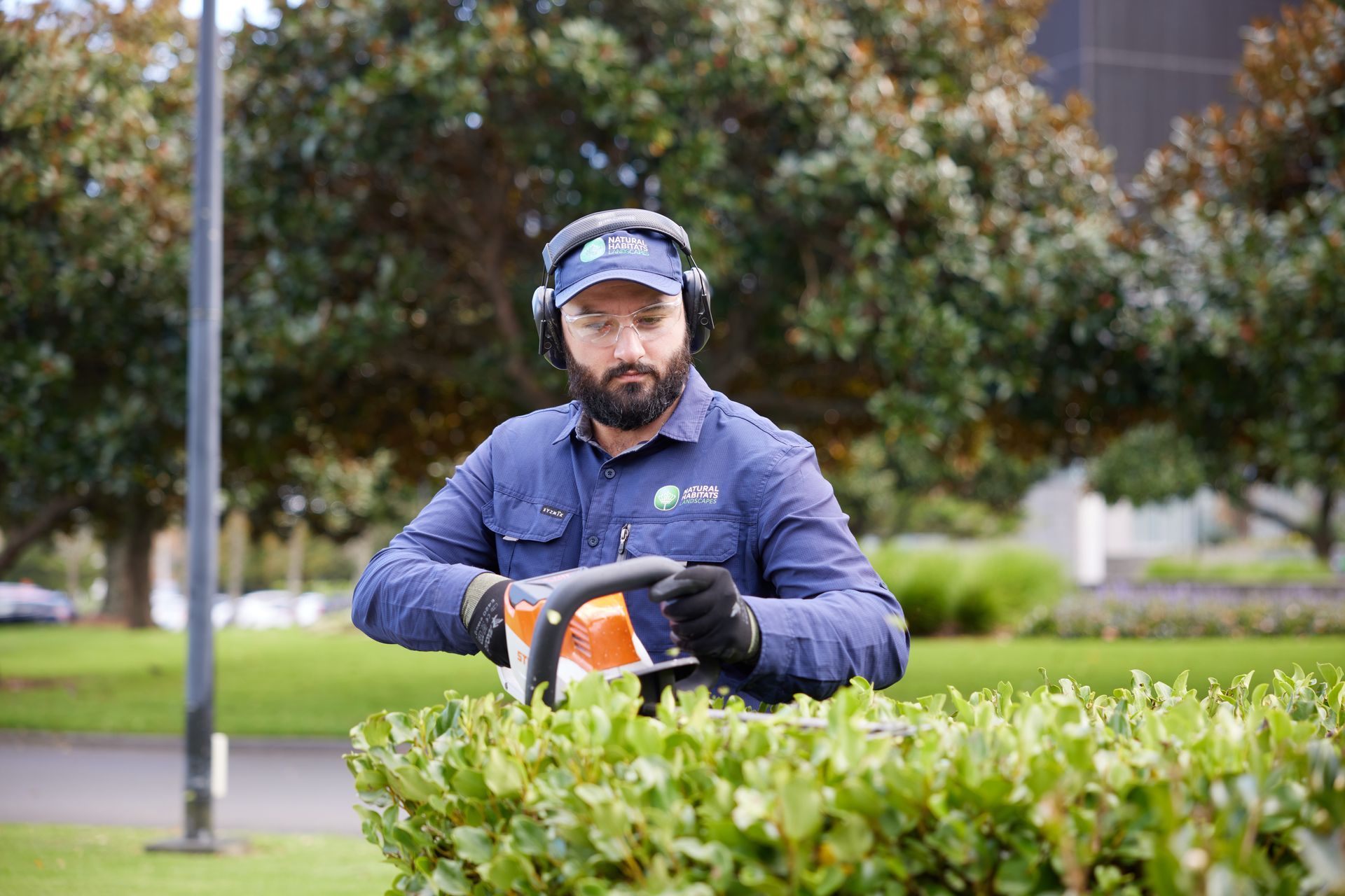 A qualified horticulturalist trims hedges at Smales Farm.