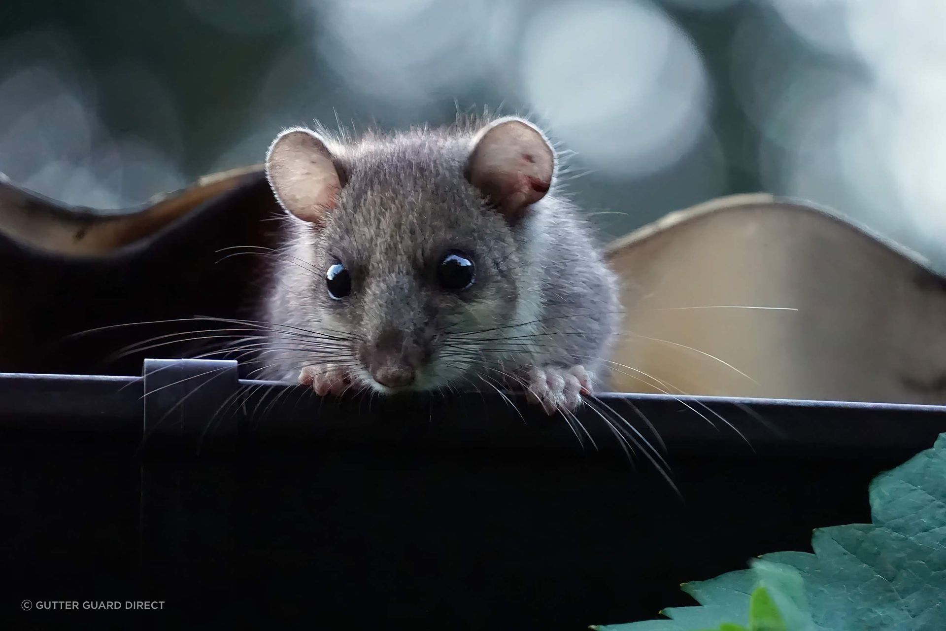 dormouse-263233112805efa7d34-1699-4162-945b-9d922282b2b6.jpeg