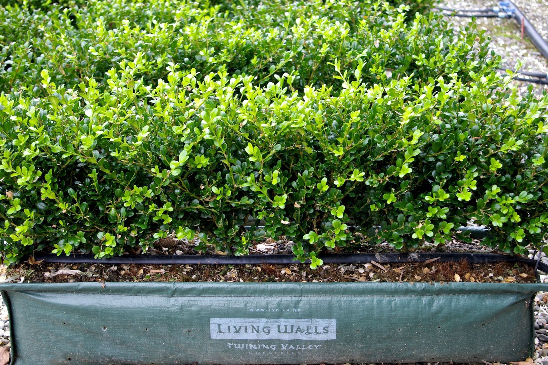 The Buxus hybrid 'Green Gem' makes an excellent low growing living wall that can be planted anywhere in New Zealand.
