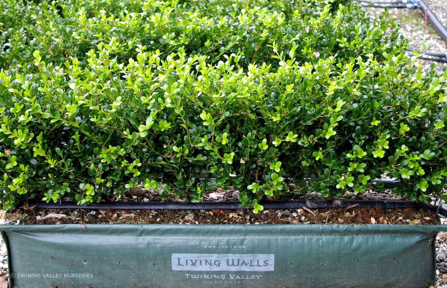 This Buxus hybrid 'Green Gem' is a great choice for a traditional low box hedge.
