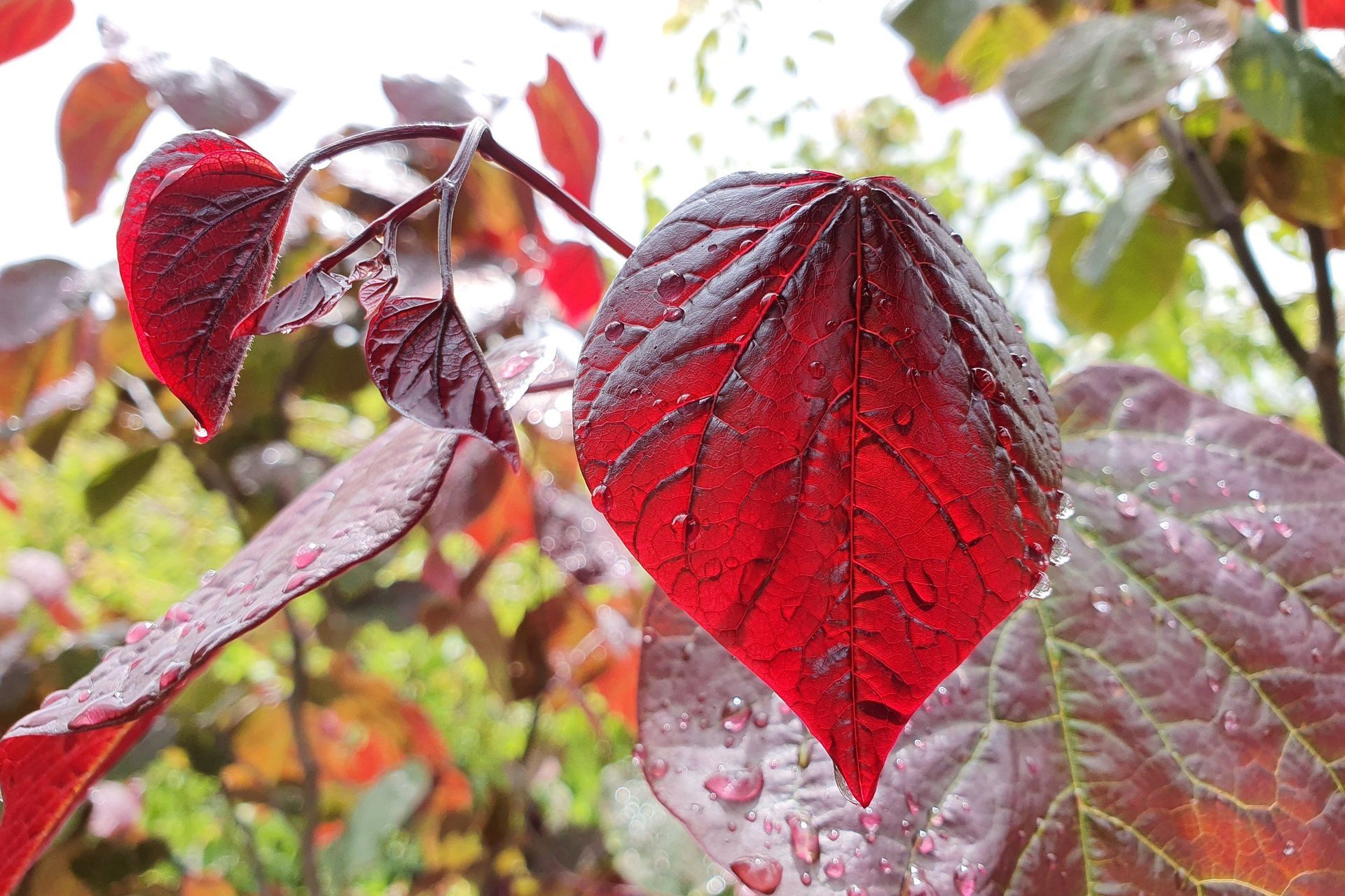 The vibrant reddish-purple leaves of the Cercis Canadensis 'Forest Pansy' Redbud make it a spectacular choice in a small space.