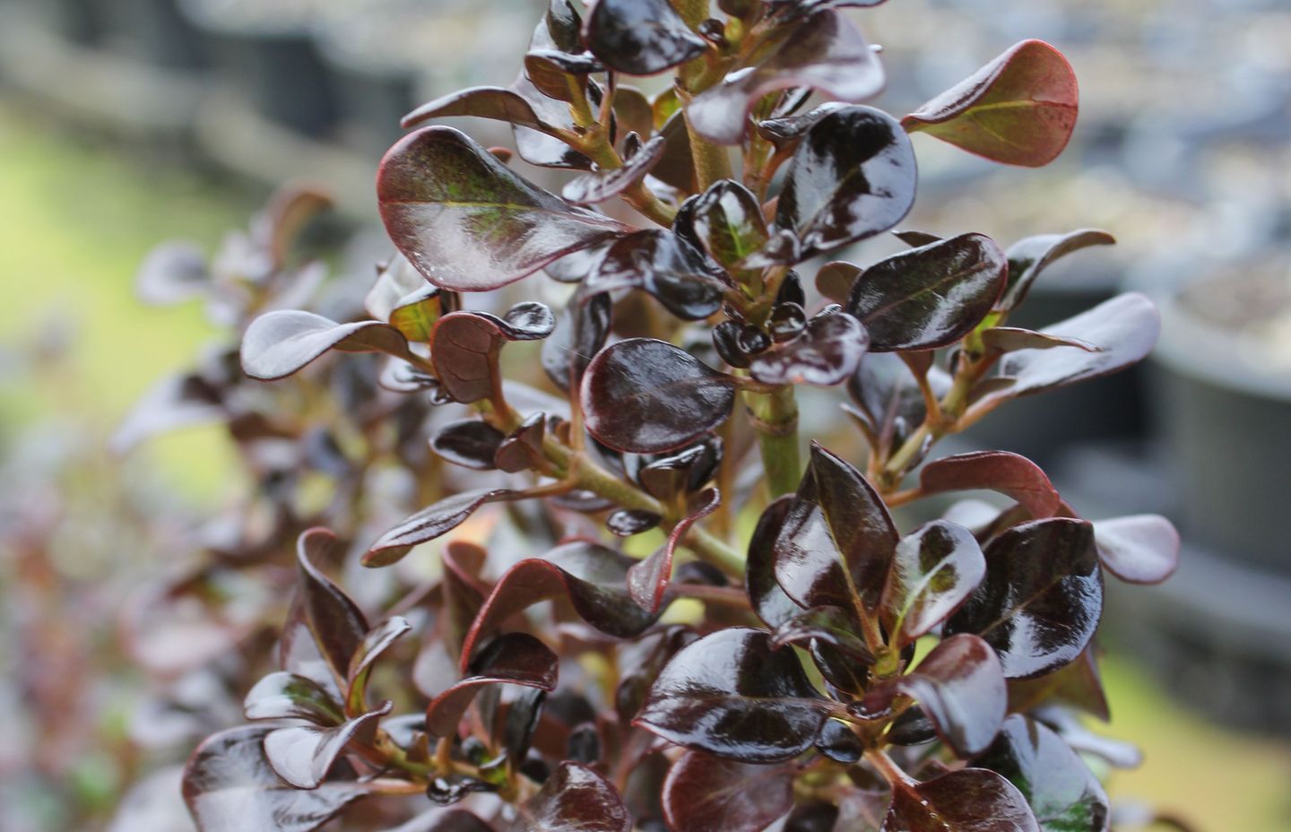 The appropriately named Coprosma 'Hot Chocolate' Mirror Bush — the perfect choice for low border hedges.
