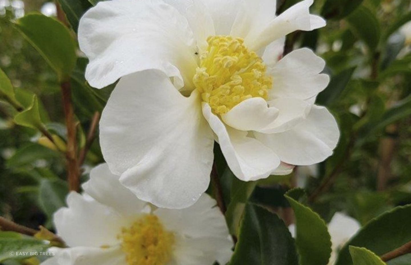 The Camellia Setsugekka with its pure white and slightly scented flowers.