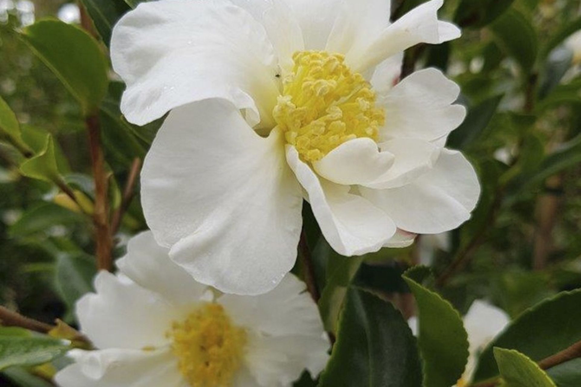 The Camellia Setsugekka with its pure white and slightly scented flowers.