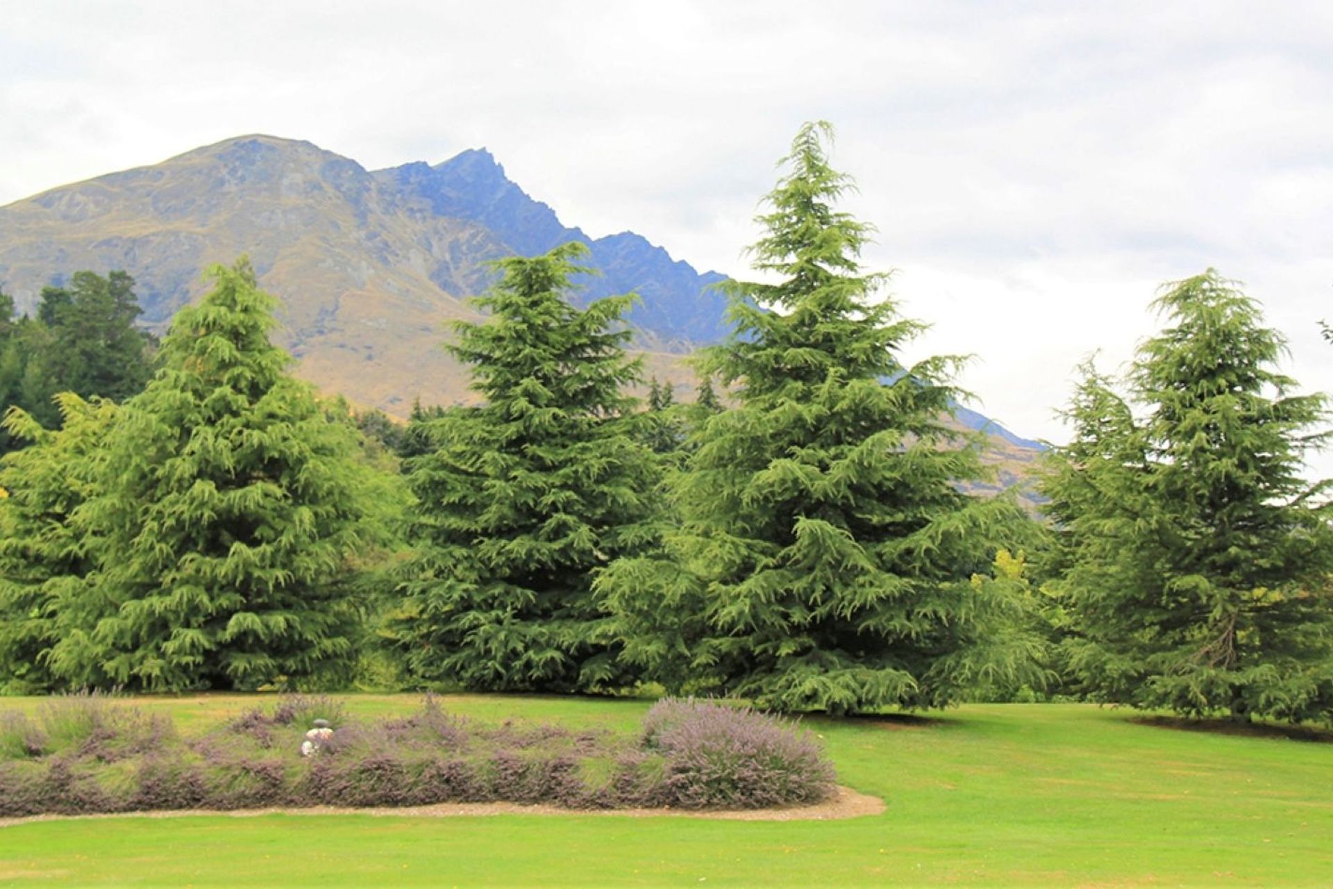 The hardy Cedrus Deodara, or Himalayan Cedar is frost and drought tolerant and can grow to majestic heights.