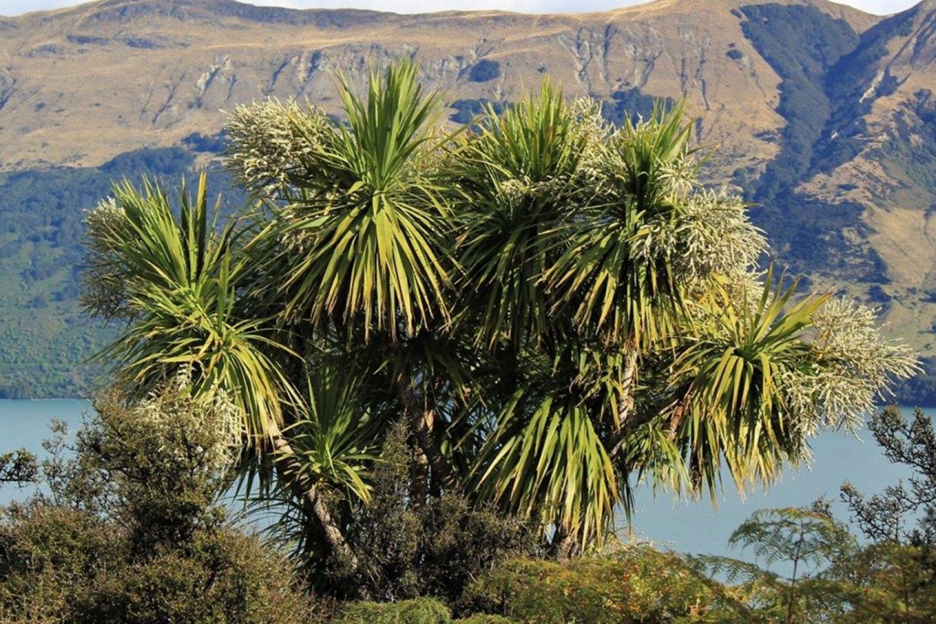 The iconic New Zealand Cabbage Tree is found right throughout the country.