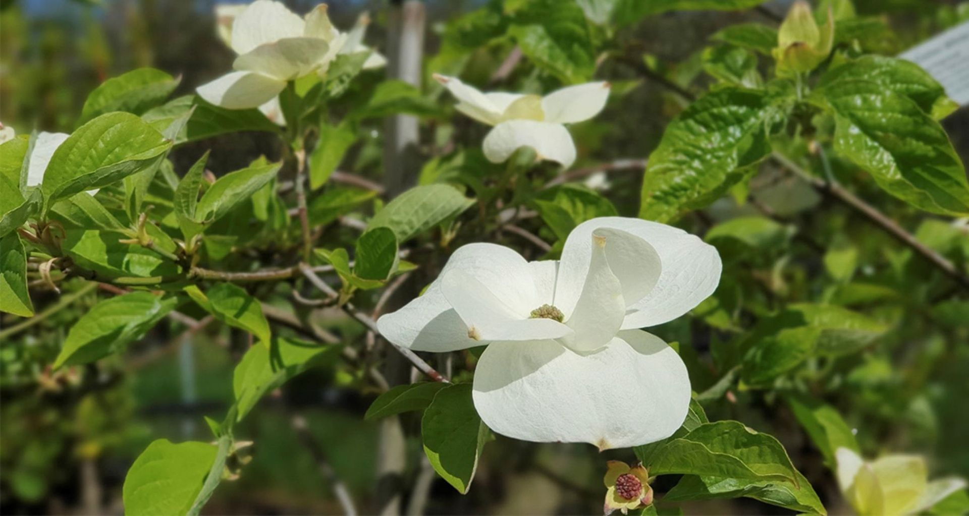 The Cornus Eddies 'White Wonder'