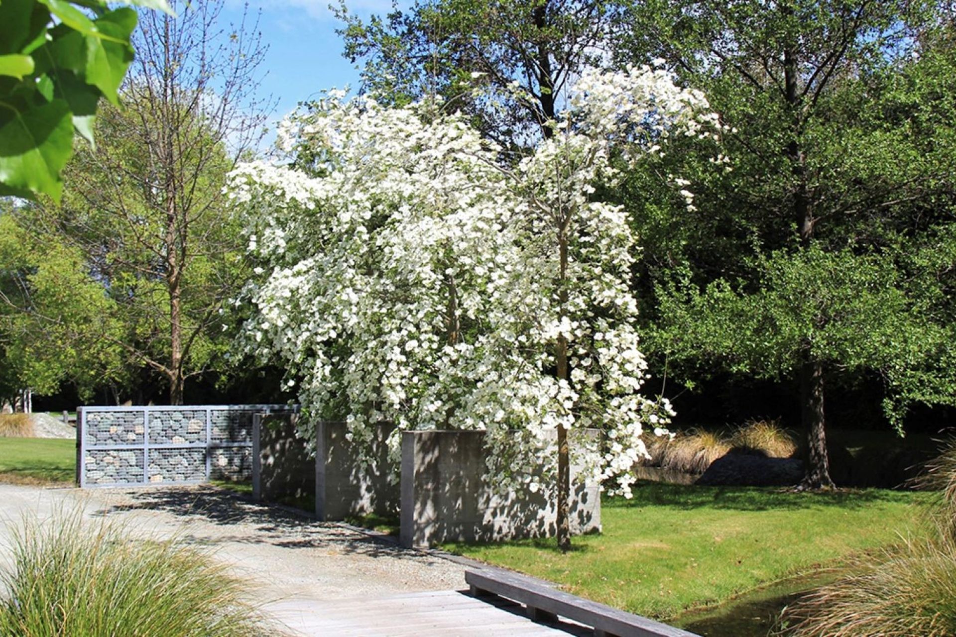 The wonderful white flowers of the Cornus Eddies 'White Wonder' make it a showy inclusion to seriously consider.