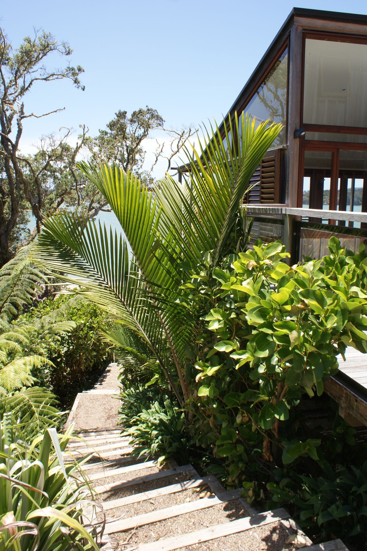 Inspired by local remnant native forest, nikau, tree ferns, and Northland native plants connect the architecture to the surrounding landscape in this Paihia garden.