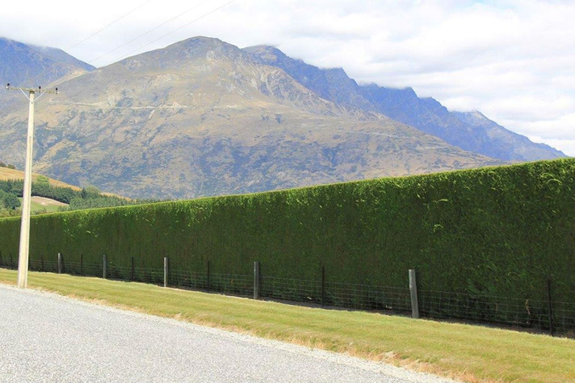 The fast-growing Green Leylandii is one of the best choices in New Zealand for a screen, backdrop or shelter for your property.