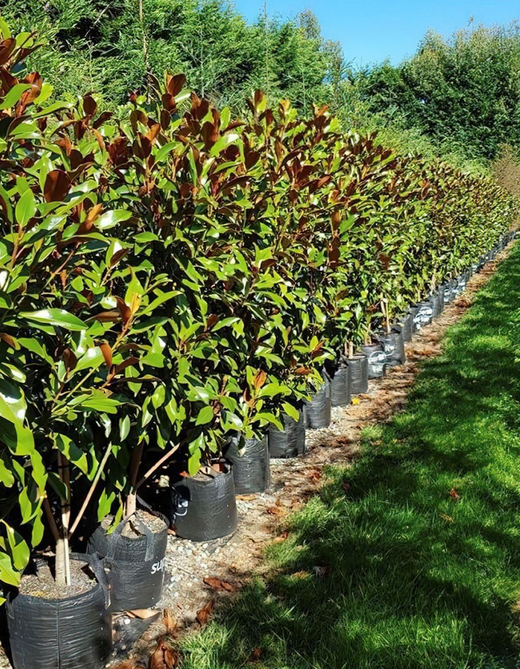 The Magnolia grandiflora 'Kay Parris' is a smaller compact grandiflora variety with creamy white flowers.