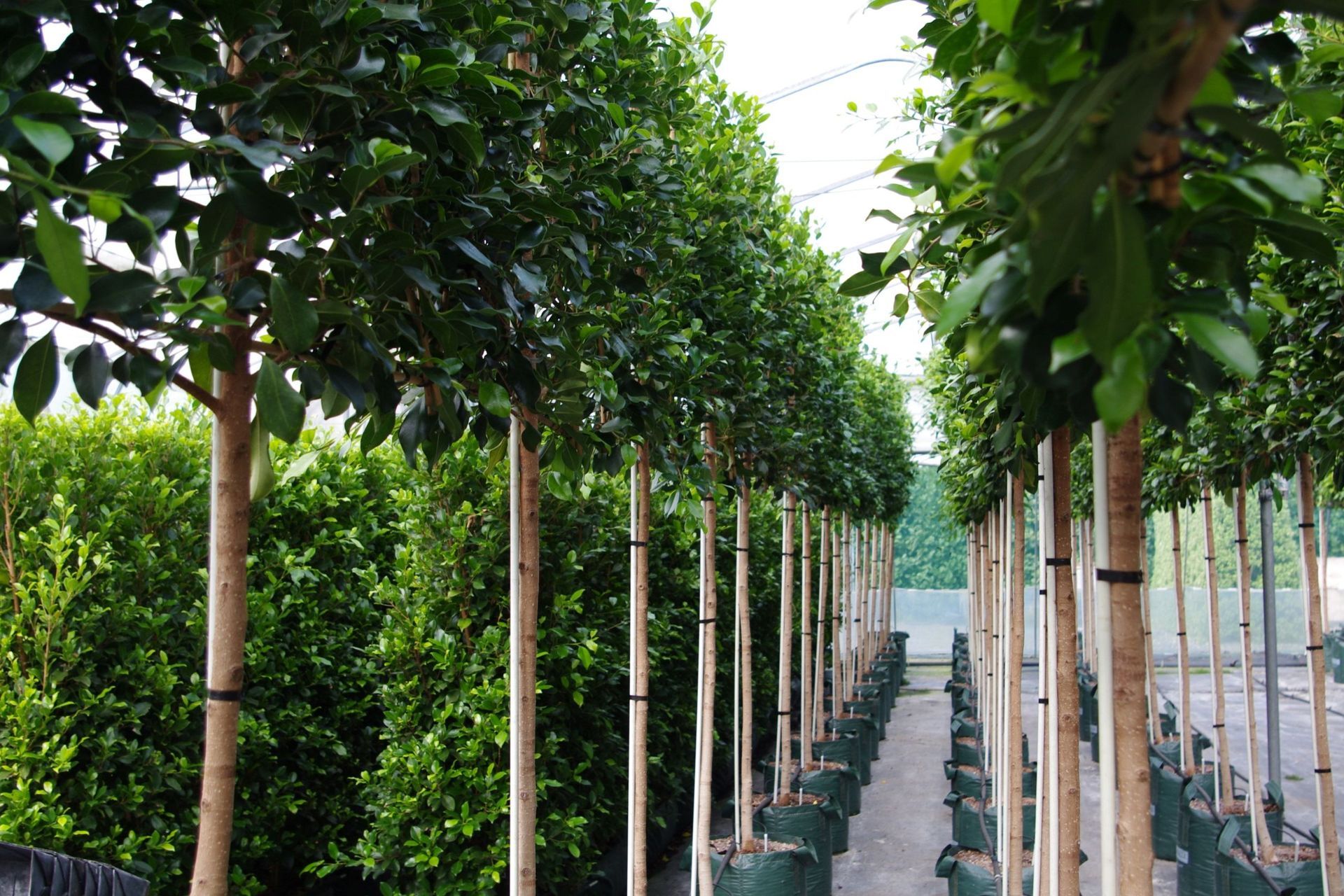Ficus Tuffi is often used as a pleached screen hedge in New Zealand gardens.