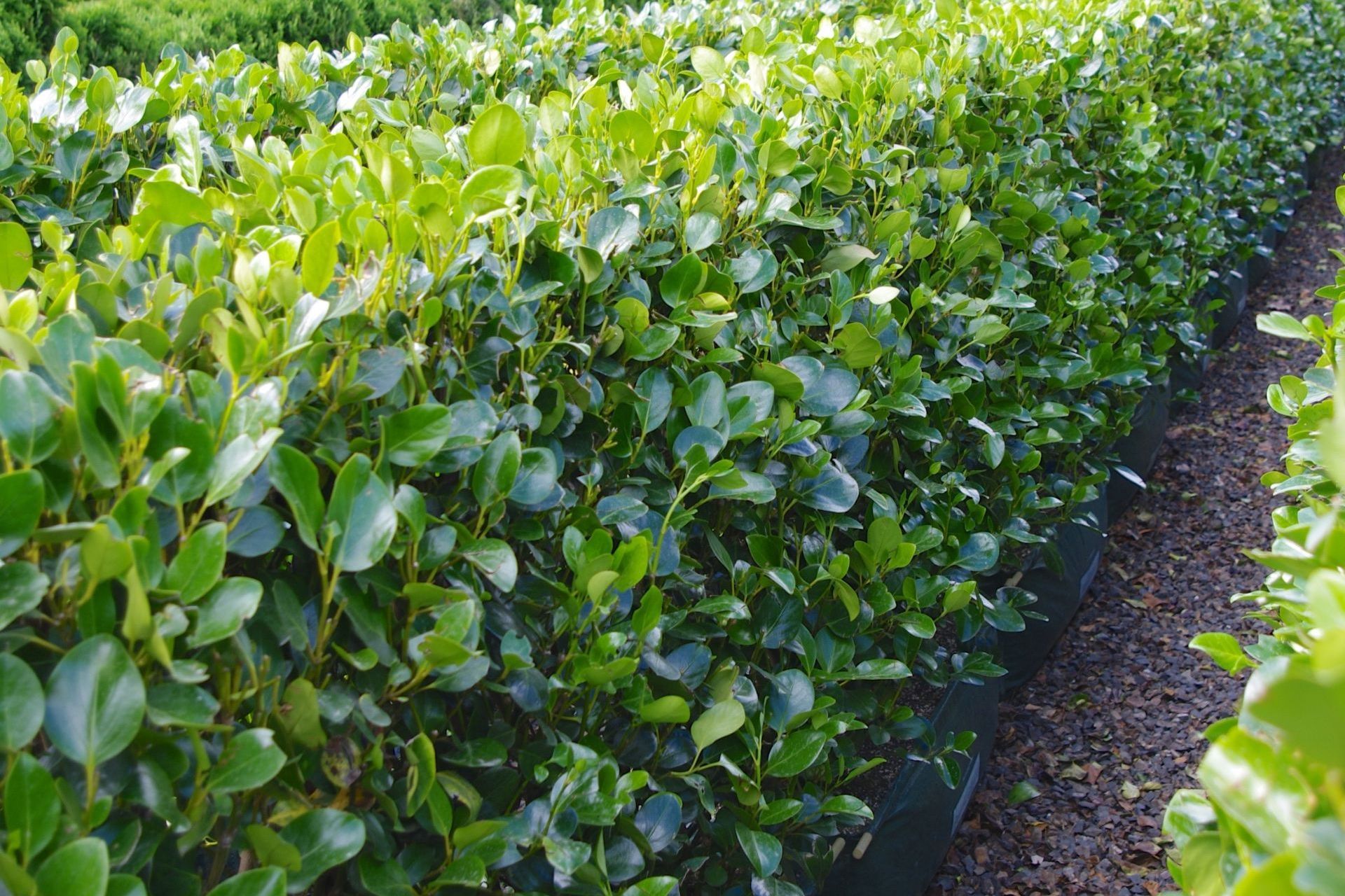 The Griselinia 'Ardmore Emerald' is a much-loved New Zealand native hedge.