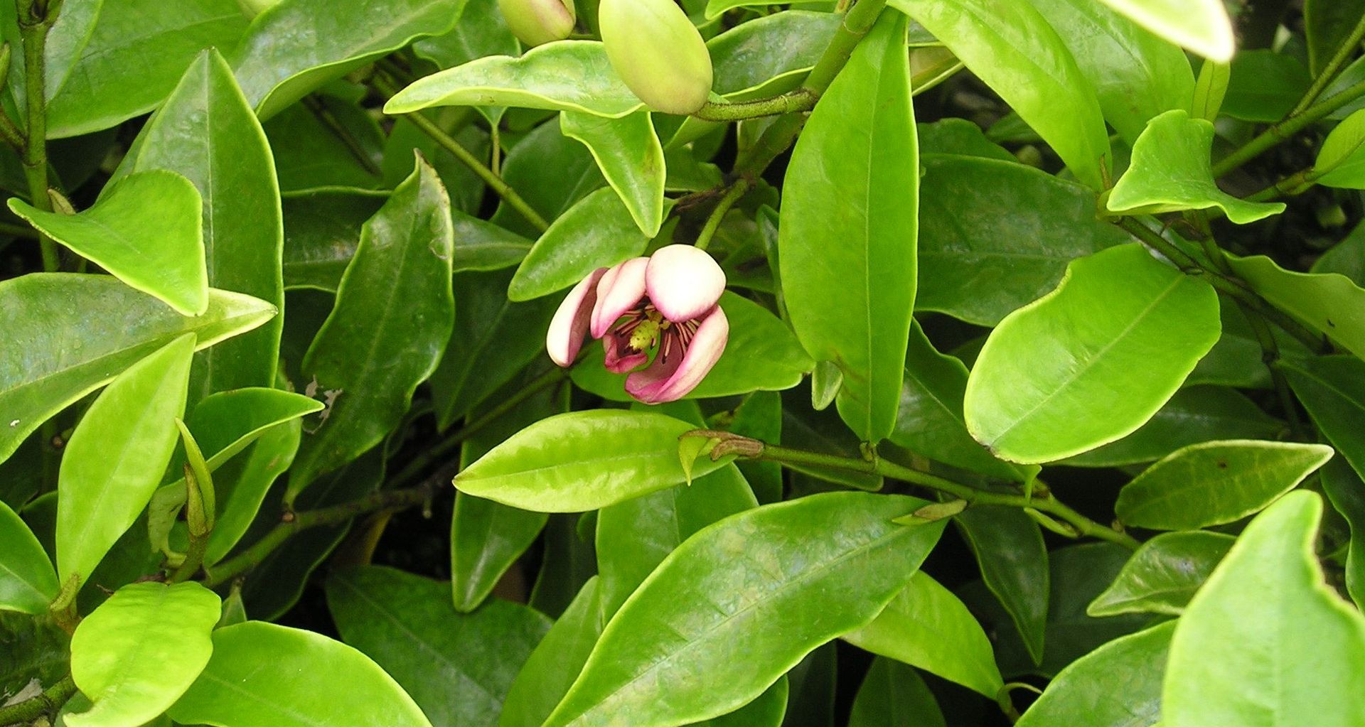The Michelia Figo (Port Wine Magnolia).