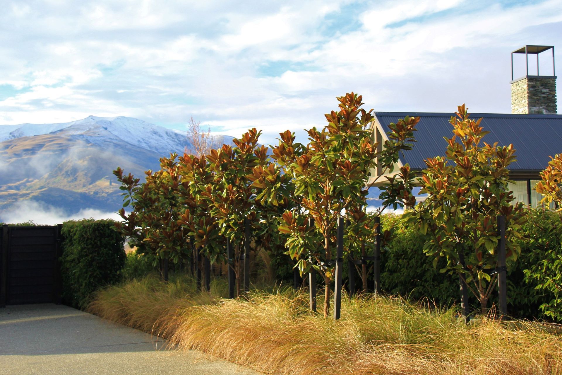 The Magnolia Grandiflora 'Blanchard' features unique dark green leafs with a strong russet underside, providing a great point of difference for a garden.
