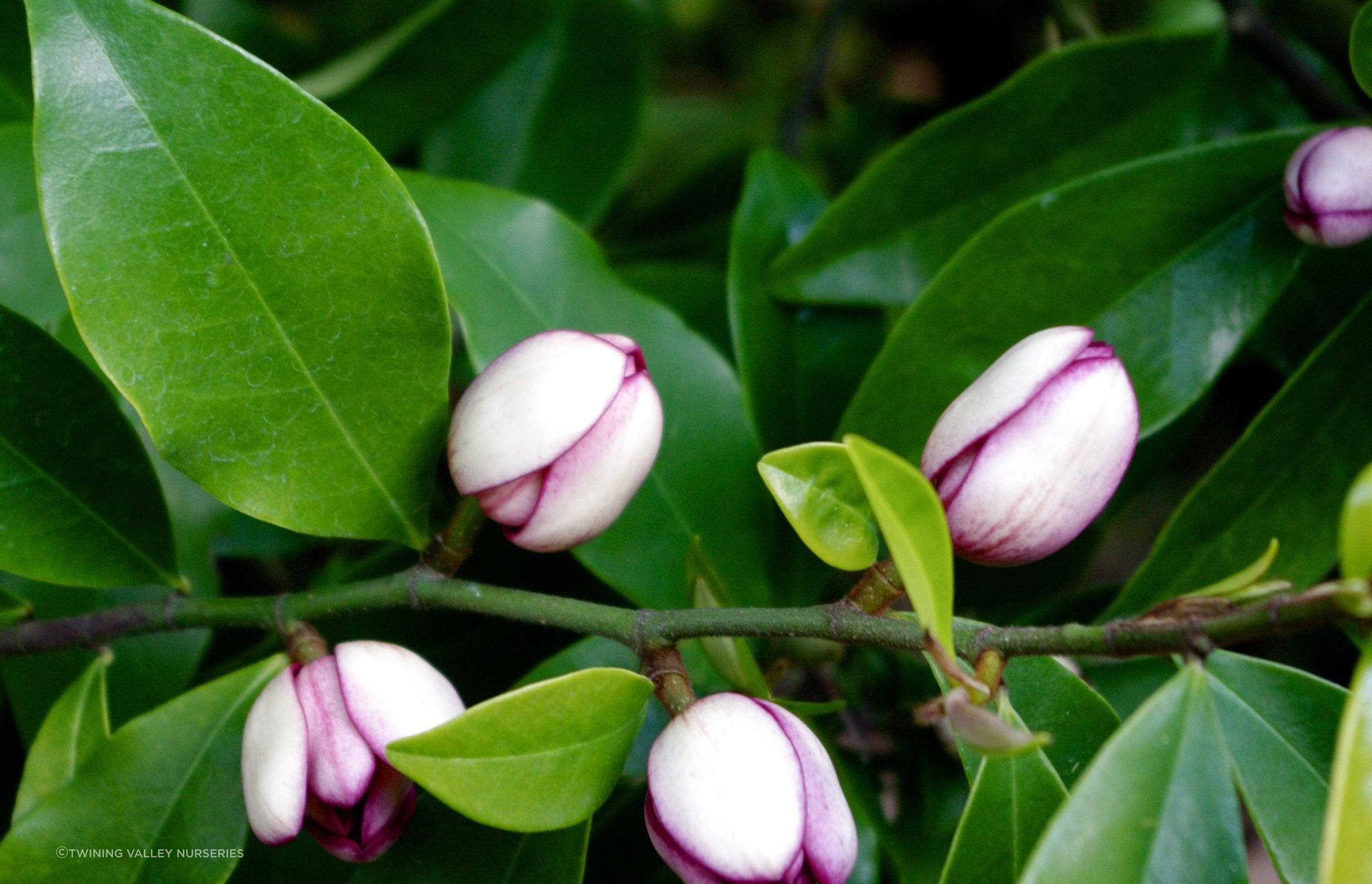 The Michelia Figo or Port Wine Magnolia features heavily scented cream flowers, streaked with purple, for an indulgence of the senses.