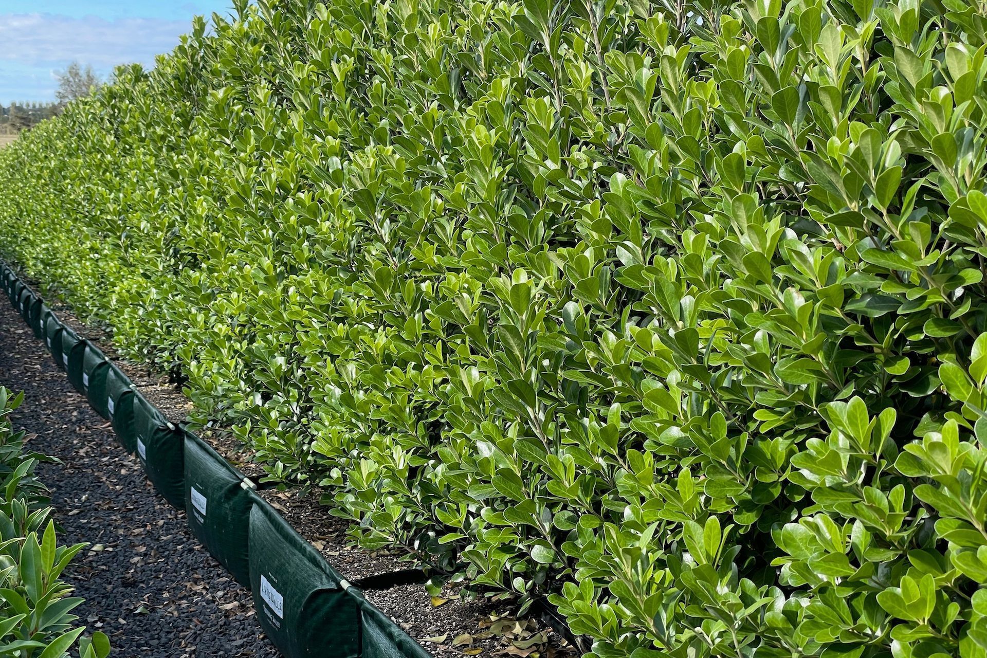 The Pittosporum Crassifolium ‘Green Lustre’ hedge is a coastal tolerant native.