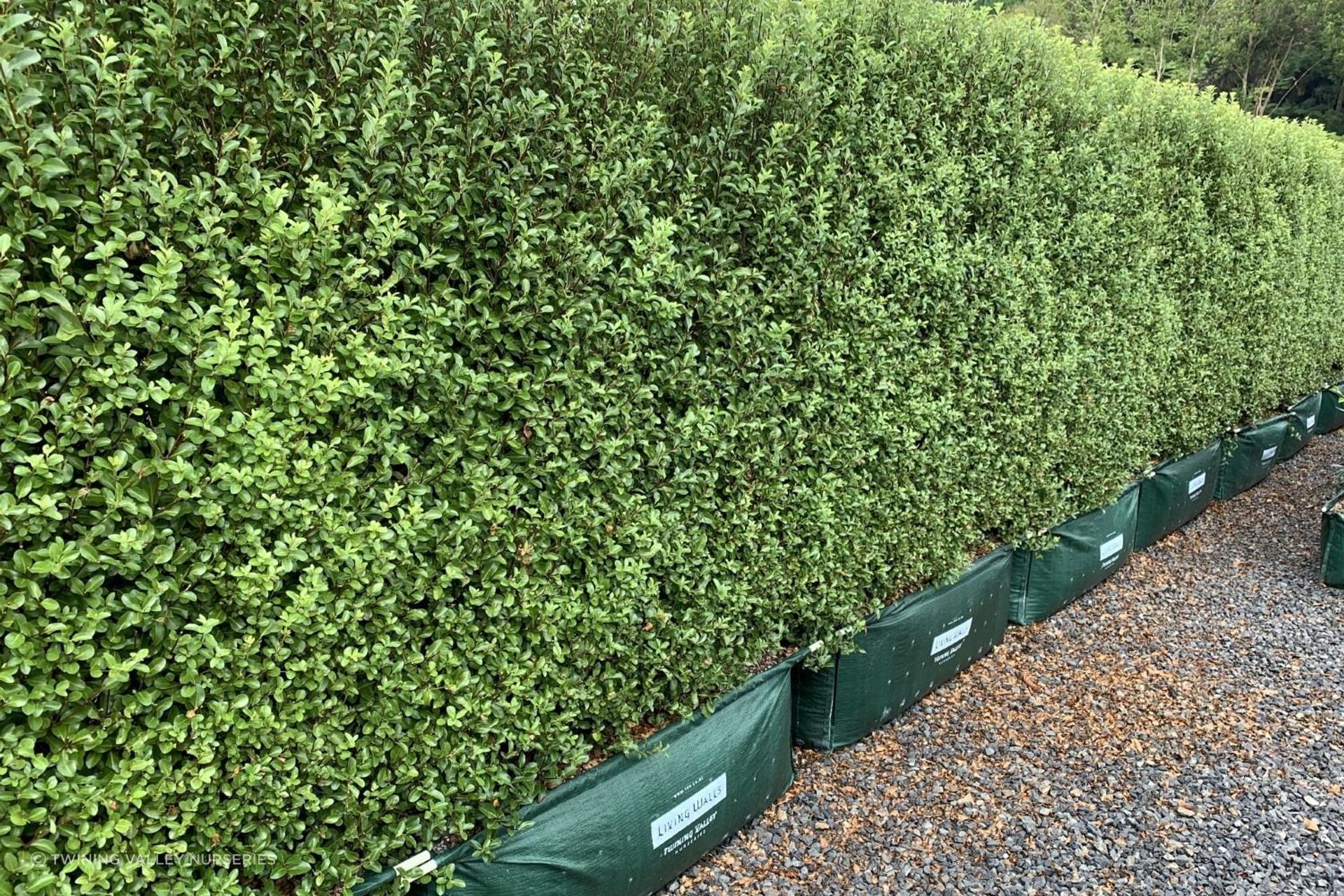 The Pittosporum tenuifolium 'Jade' is a dense, small-leafed New Zealand native hedge that is fast-growing and ideal for sunny sites.