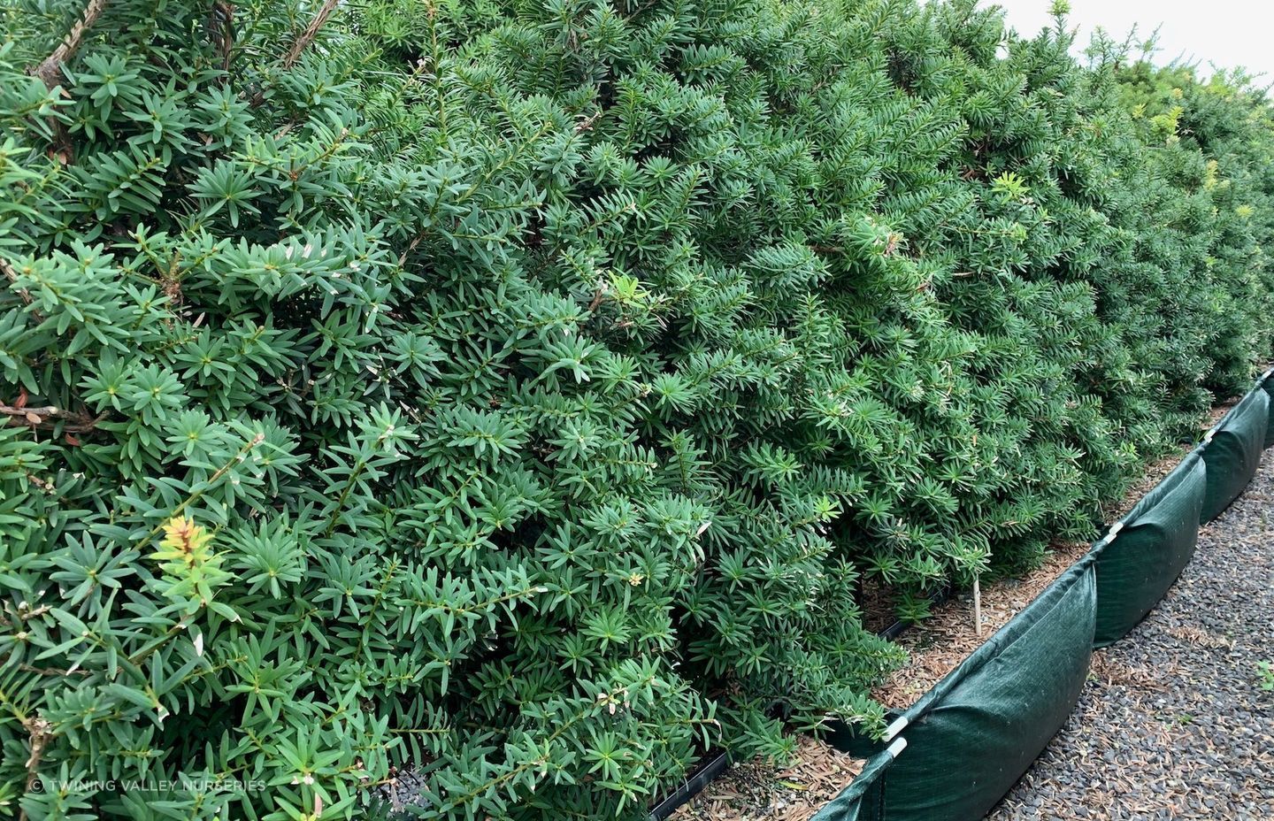 The iconic Podocarpus Totara 'Ardmore Green' makes a fantastic tall-growing hedge to help create the New Zealand look in a garden.
