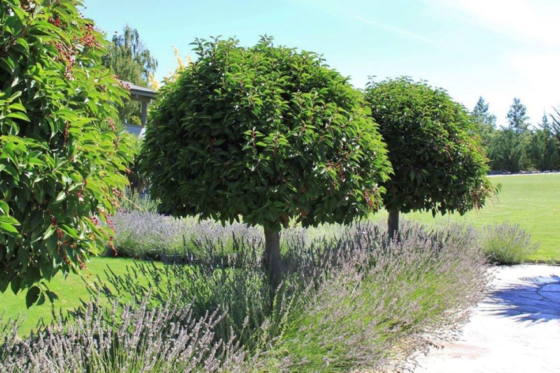 The Prunus Lusitanica, or Portugal Laurel, is a versatile evergreen tree known for its glossy green leathery foliage.