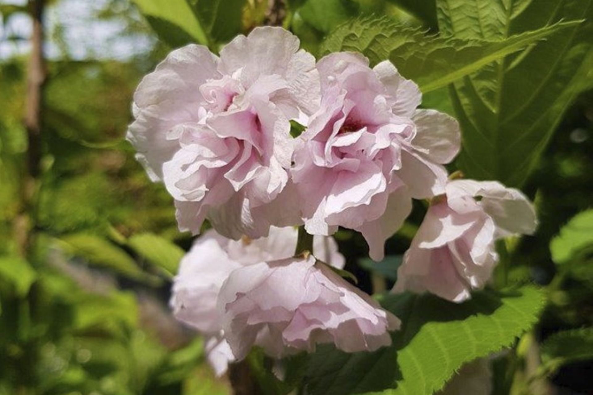 The breathtaking blooms of the Prunus Serrulata 'Amanagowa' Narrow Flowering Cherry Blossom have made it a popular choice in New Zealand.