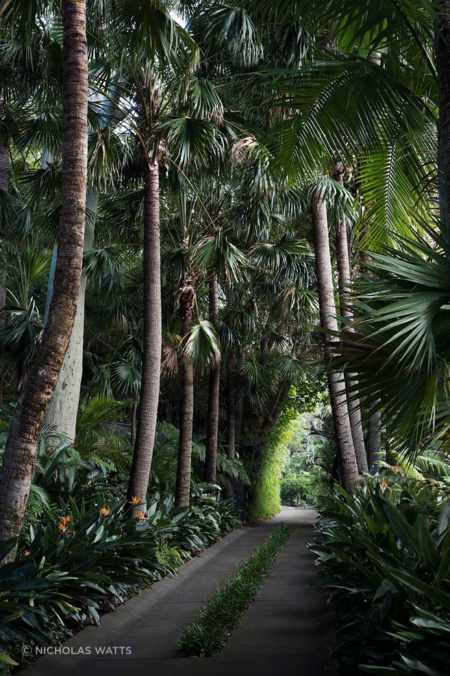 A mature palm canopy transforms this garden path into a shaded passage, demonstrating how vertical planting can shape both climate and atmosphere.